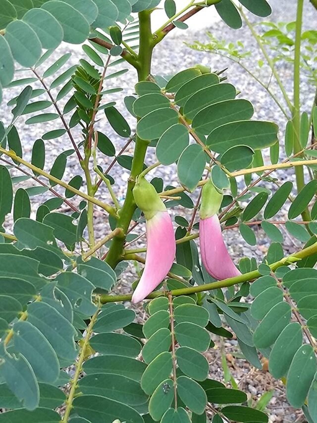 agathi keerai 5